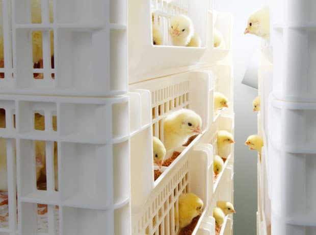 Hatchery