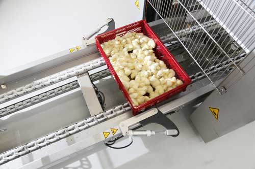 Chick Counters