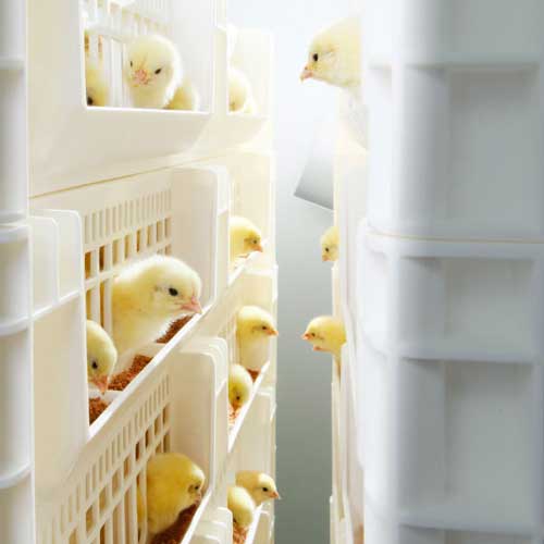 Hatching