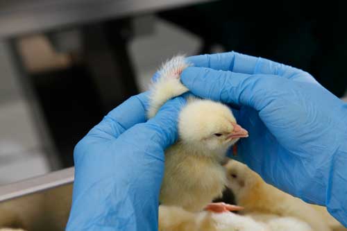 Printing Chick Passport